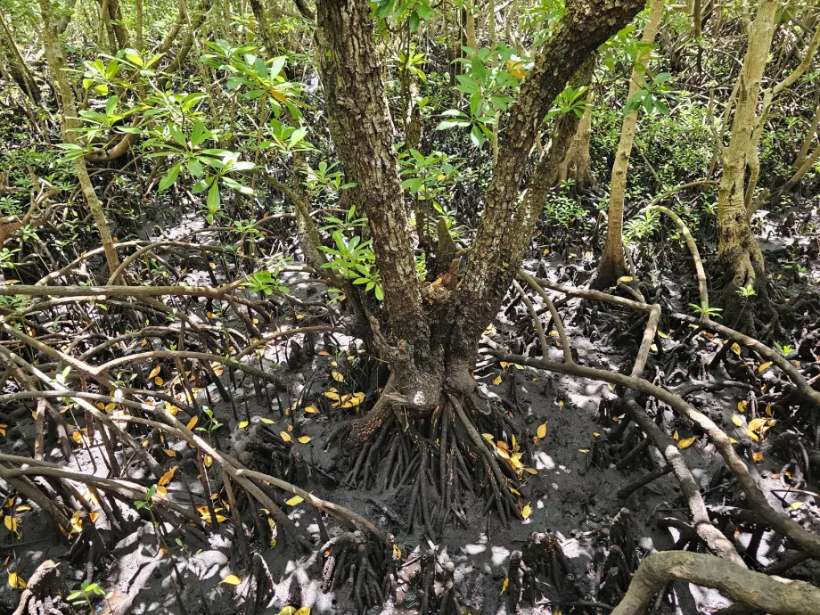 Jozani-skog, mangrover