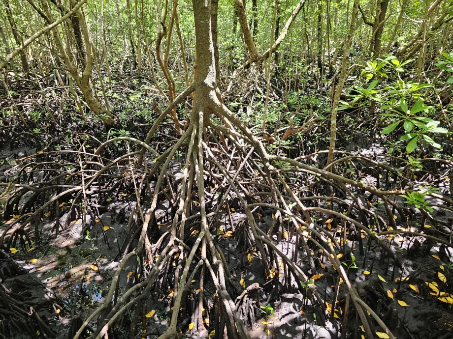 Jozani-skog, mangrover