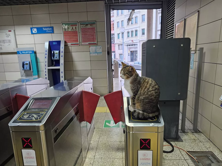 Katt på snusporet ved inngangen til jernbanestasjonen