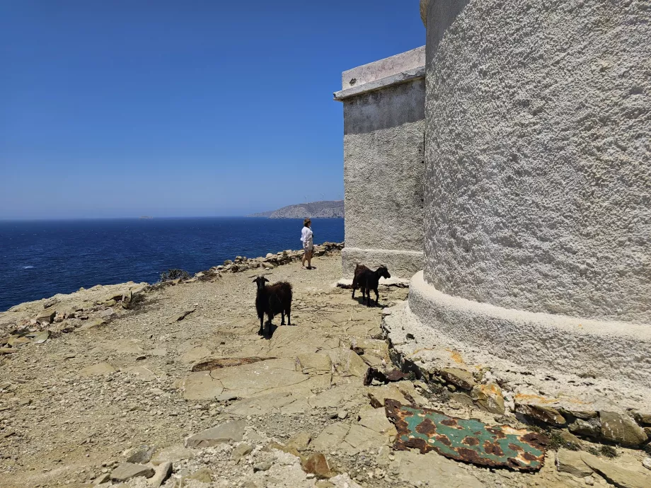 Geiter ved Prasonisi fyrtårn