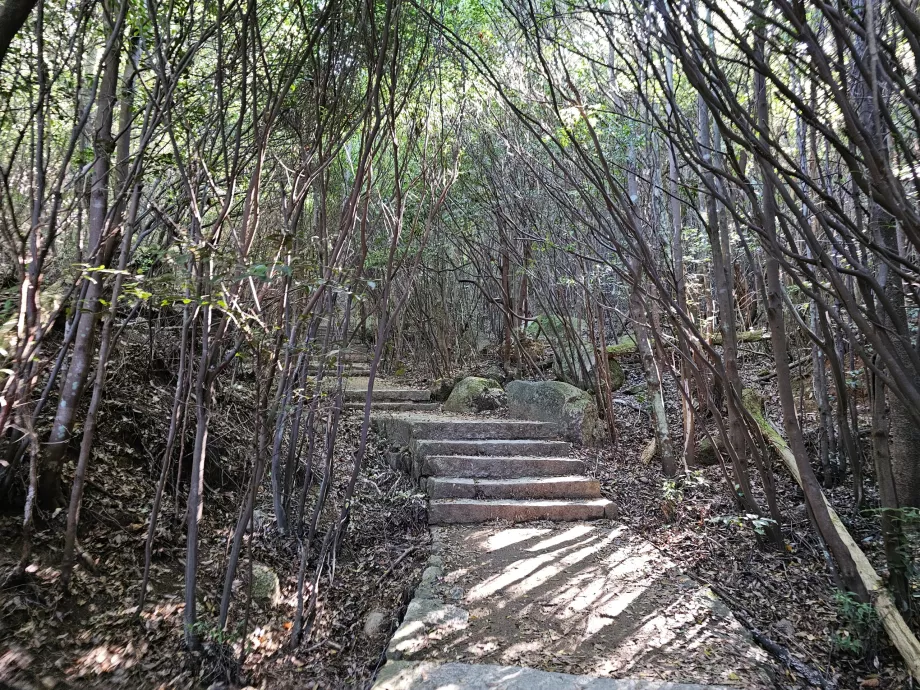 Omoto-ruten