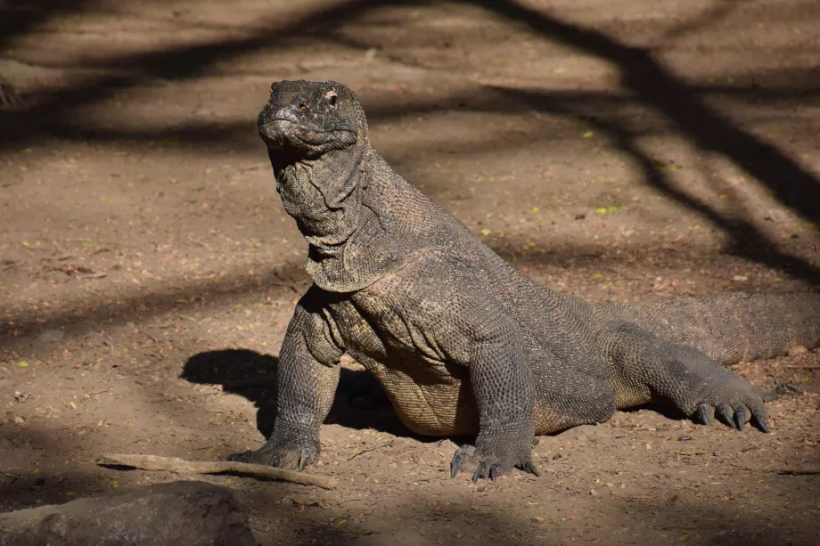 Komodo-øya, Komodo-øyene, Indonesia