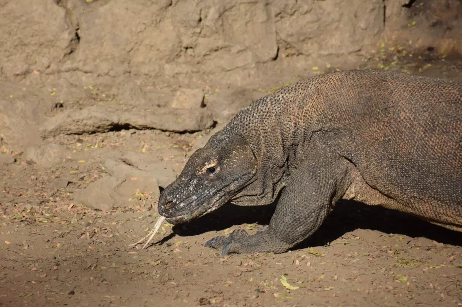 Komodovaran, Komodo-øyene, Indonesia