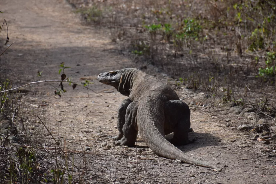 Varan komodo, Komodo-øyene, Indonesia