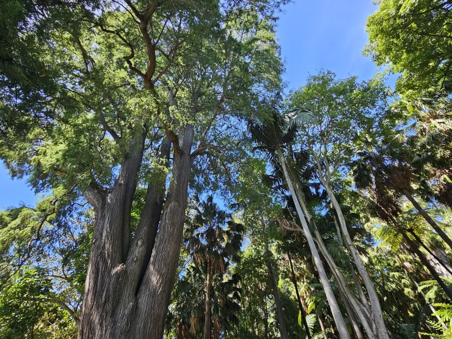 Den kongelige botaniske hage