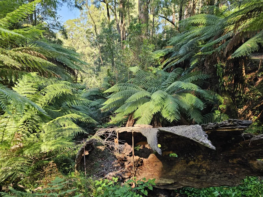 Dandenong Ranges