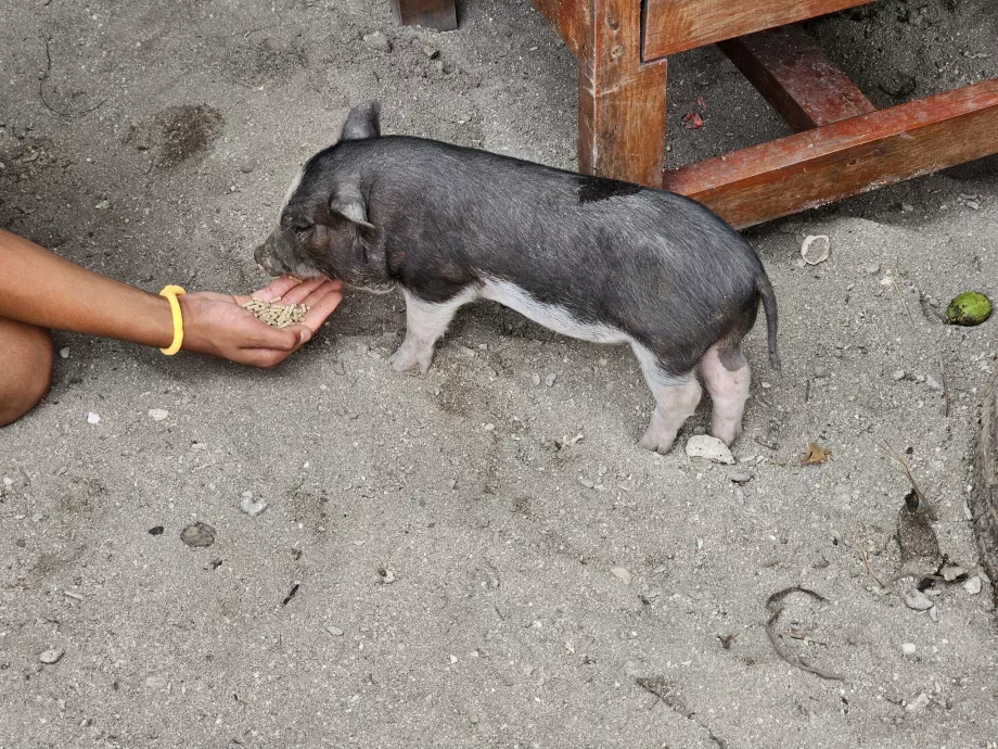 Fôring av grisene på Pig Island